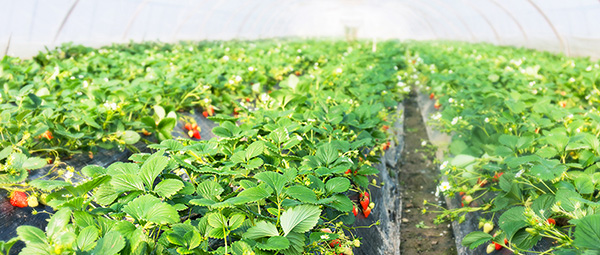 eSUN易生生物降解地膜連續(xù)2年在武漢市蔬菜種植項(xiàng)目中獲得較好表現(xiàn)！